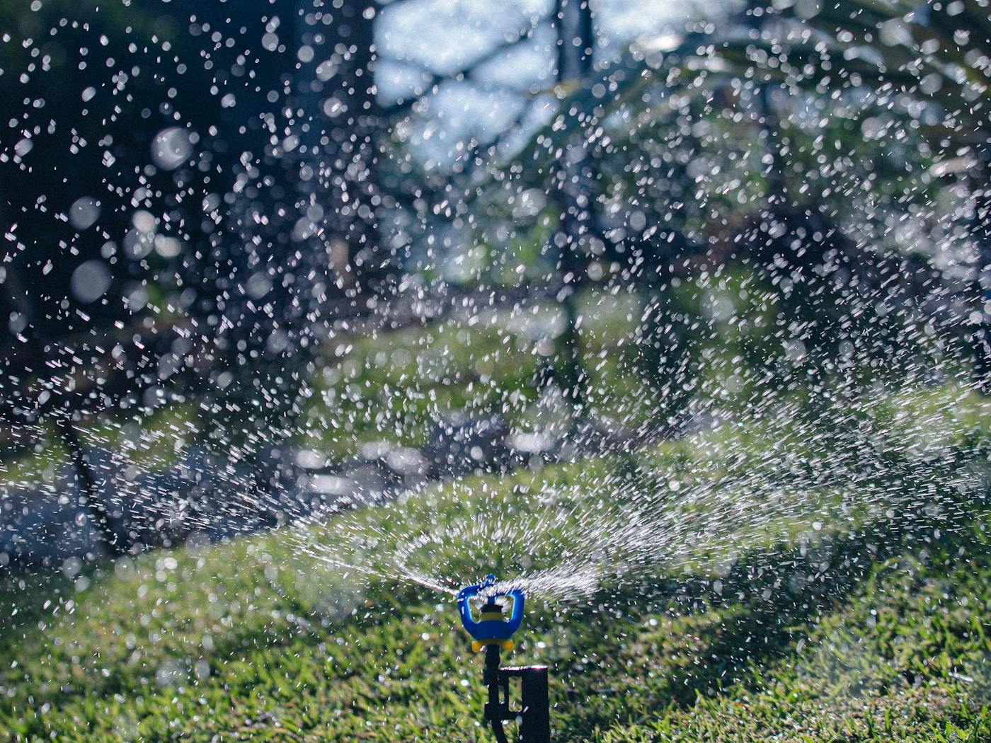 Functioning sprinkler arc on a green overseeded ryegrass lawn during winter season visit.