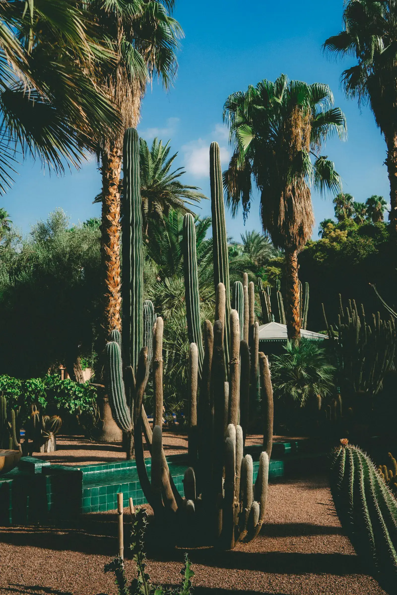 Tall saguaro and palm in an East Valley xeriscape — pruned and yard refreshed.